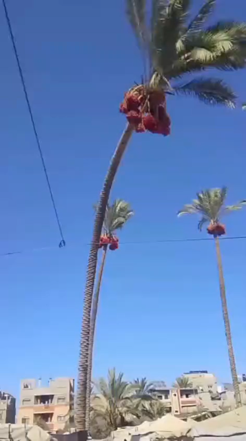 This is Gaza.

Everything is catastrophic and difficult. Life is extremely hard. Buildings that were previously damaged by bombing are collapsing onto the tents of displaced people.

Even palm trees are falling onto the tents.

We want to get out of here.

https://chuffed.org/project/189777-help-hanans-four-children-survive