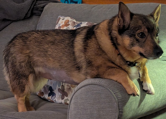 A red sable Swedish Vallhund standing on a grey sofa.
Her forelegs are resting on the sofa arm.
She has a shaven belly due to a recent ultrasound.