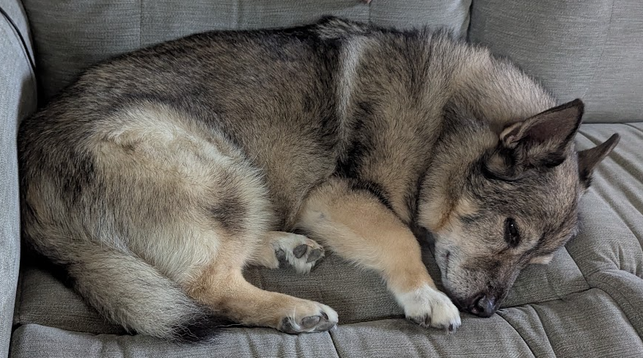 A grey sable Swedish Vallhund curled up on a grey sofa.
His eyes are half-open as he dozes.
His nose is lightly pressed into the sofa cushion.