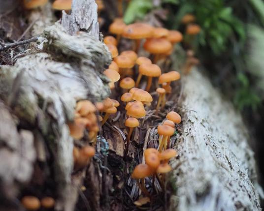 A lively cluster of tiny orange-brown mushrooms growing in a crack in a silvery log.
