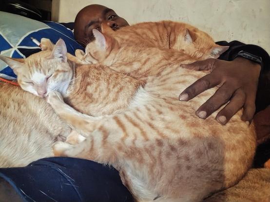 Several orange cats piled on their human in bed.