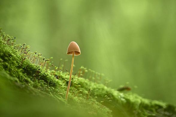 A sloping embankment of textured moss dominates the foreground, peppered with hundreds of tiny, stalk-like plants with rounded tips. These small botanical elements create a rhythmic pattern across the irregular surface of the ground. Rising from this base is a single mushroom supported by a slender, pale stem. Its cap forms a bell shape, exposing fine, radiating gills along its underside in muted tan tones. The sharp textures of the foreground transition into a soft-focus background where mossy greens and golden yellow hues blend together.