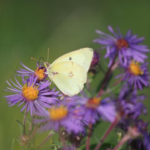 A clouded sulphur butterfly, very pale yellow with green eyes, feeding from purple-petalled, yellow centred new england asters. The flowers are roughly in a ring, the butterfly on one at the left edge of the frame.