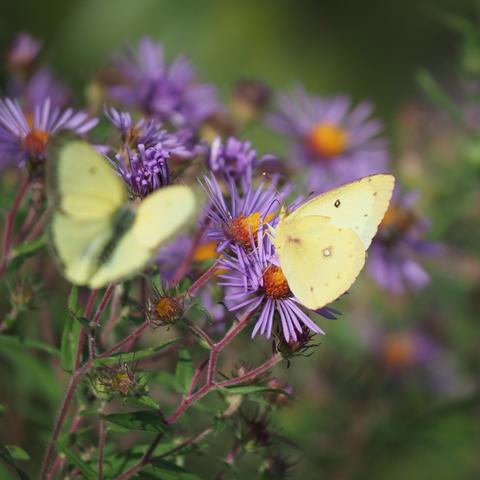 A pale yellow butterfly, a clouded sulphur, feeding from purple asters, while a second clouded sulphur flies in from the left of the frame, out of focus, their wings when opened edged in black.
