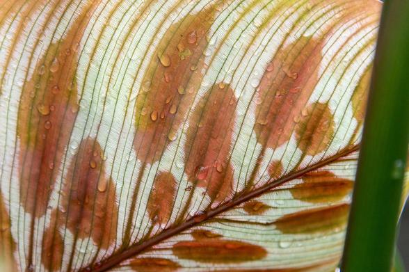 Photo of an unidentified leaf in a botanical garden hothouse. We're close up, so we can see the veins in the leaf, but it also has a color pattern on it that looks like a sepia painting of other leaves.