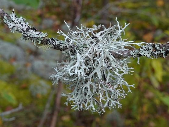 Upper side of the Common Antler Lichen (Pseudevernia consocians) on a branch