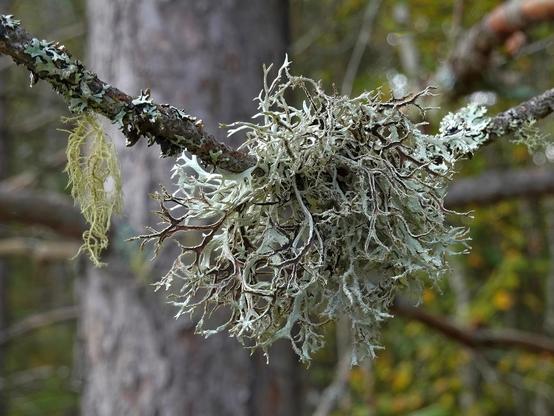 Underside of the Common Antler Lichen (Pseudevernia consocians) on a branch