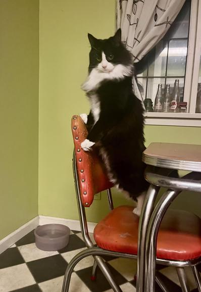Photo of a fluffy tuxedo cat with an incredulous look on its face standing up on a chair in the kitchen.