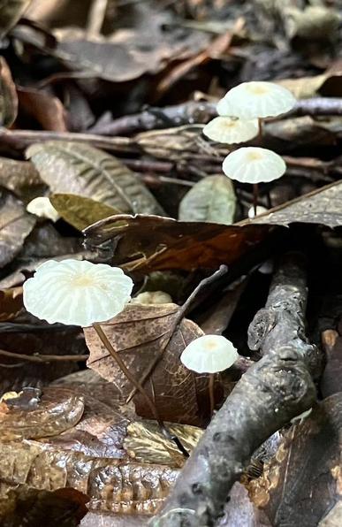 photo of delicate, cream white mushrooms that look like little parasols growing between brown, fallen leaves and branches