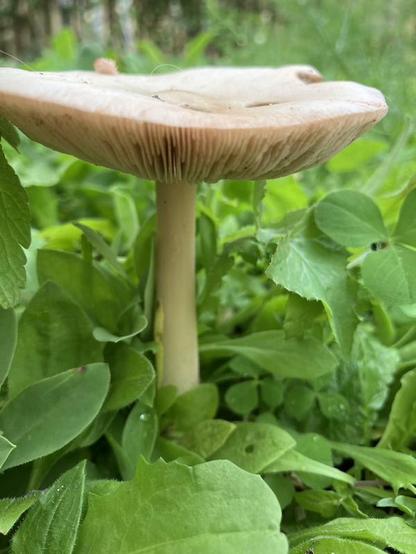 photo of a beige / creamy white mushroom among green leaves (clover etc). The photo is taken at ground level so the stalk and pale lamellae can be seen.