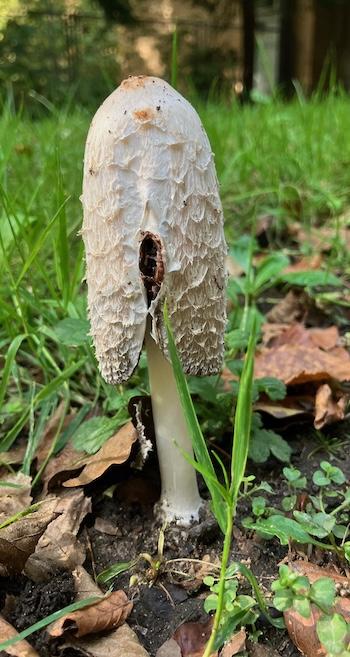photo of an inkcap mushroom, the shaggy white cap and the stalk are visible. There is a tear to the cap, showing the dark inside. Background is grass.
