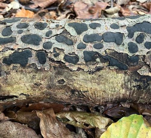 photo of a piece of dead wood with leopard-spot-like markings in black, some sort of fungus, on the bark.