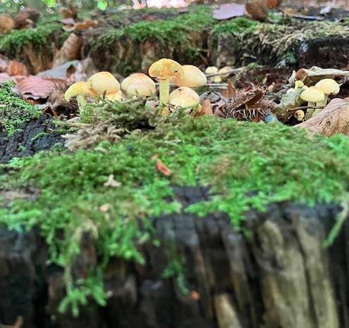 photo of a colony of yellowish mushrooms growing on a tree stump. Moss in the foreground.