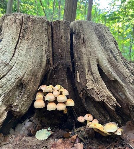 photo of a colony of beige mushrooms growing out of a tree trunk.
