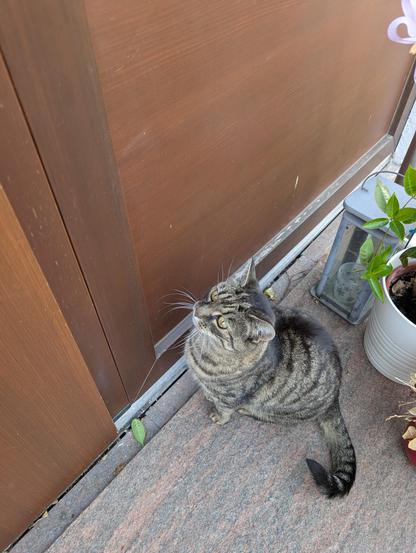 Luna, eine getigerte Katze, sitzt vor einer geschlossenen Haustür. Sie starrt die Tür konzentriert an.