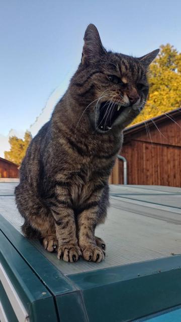Jimmy, ein plüschiger, getigerter Kater, sitzt aufrecht auf einer Abdeckung aus Plastikplatten. Er beugt sich vor zur 5ubd hat das Maul weit zum Gähnen aufgerissen.