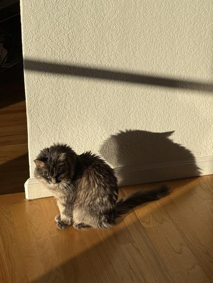 An old tabby cat sits on a hardwood floor by a white wall. A morning sun cast shadows of the cat onto the wall.