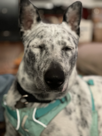 Blue heeler with eyes gently closed, faces camera while sitting after getting his harness on. The focus is soft, dreamy, and zen