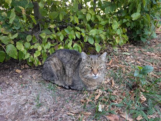 Jimmy, ein plüschiger, getigerter Kater, hockt vor einer Hecke in einer Wiese. Er hat alle Pfoten unter dem Körper versteckt und schaut entspannt an der Kamera vorbei.
