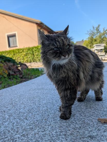 Kitty, eine flauschige Langhaarkatze, steht auf einem Gehweg. Sie schaut konzentriert an der Kamera vorbei aus dem Bild. Das Foto ist auf Augenhöhe mit Kitty aufgenommen.