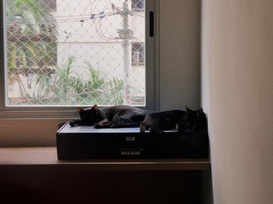 Both my black cats peacefully sleeping on top of my monitor box.