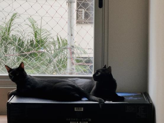 Two black cats lying on my monitor’s box on my spouse’s desk right next to a big window. Morceguinho, on the left, is looking at me. Panterinha, on the right, is looking at birds outside.