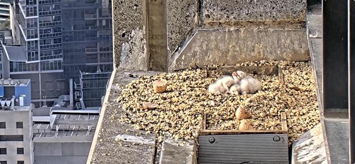 four very fluffy falcon chicks waiting to be fed