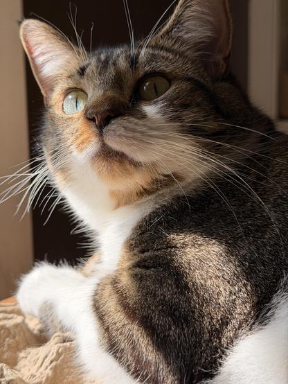 Brown & white Tabby lounging on an empty egg carton in the kitchen window, looking back over his shoulder