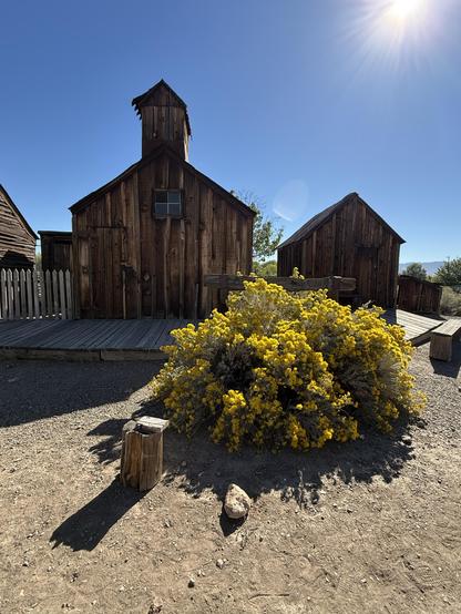 Under cloudless blue sky, there are several small old barns. In front of them, there's a huge rabbitbrush in full bloom. Their short shadows on the ground.