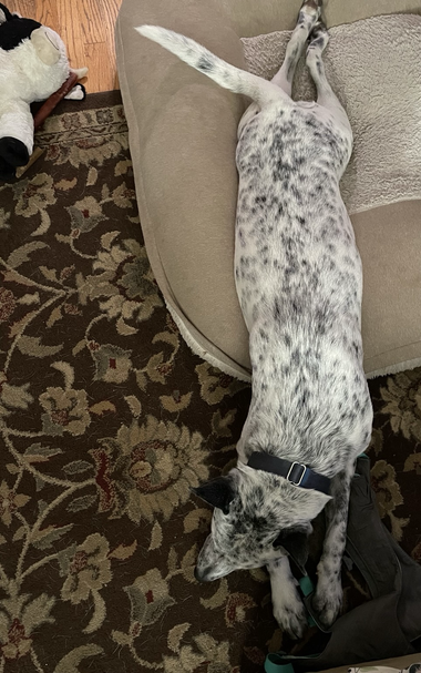 POV from above. Blue heeler stretched out lying flat on belly. Half of him on dog bed. Other half on carpet with harness ticked under chin. Brown carpet with floral design in need of a hoovering from white dog hairs all over.