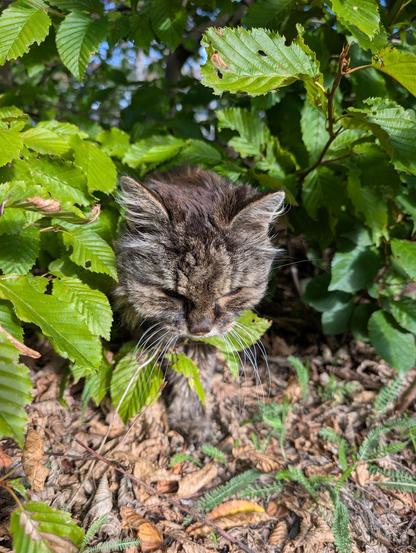 Kitty, eine flauschige Langhaarkatze, steckt ihren Kopf aus einer Hecke hinaus. Sie schaut dabei nach unten.