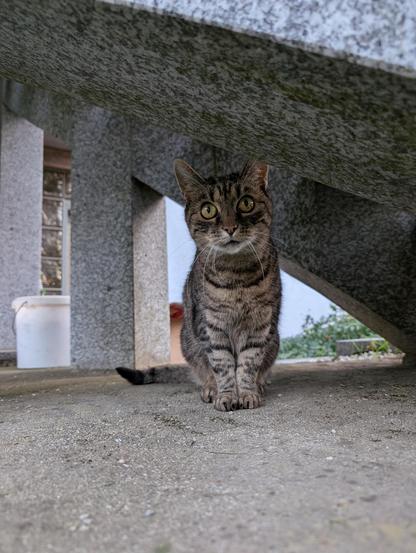 Luna, eine getigerte Katze, sitzt aufrecht unter einer Steinstiege. Sie starrt mit großen Augen über die Kamera hinweg in die Ferne.