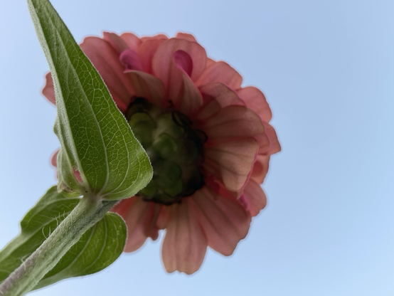 POV under a single zinnia looking up past its green leaves and pink petals to a clear soft blue sky