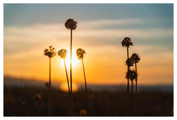 Trockene Blüten im Gegenlicht.