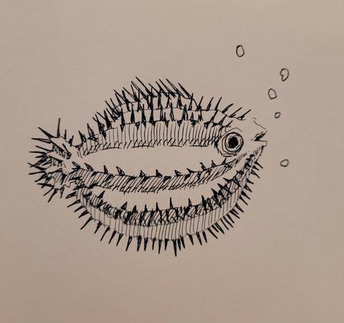 A blank ink drawing of a fish with ridges and spines like a cactus.