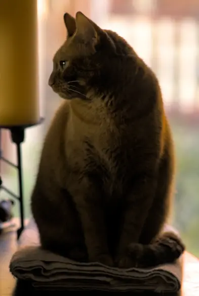 A silhouette photo of an orange cat sitting on a piano, facing the camera with her head turned to profile.
