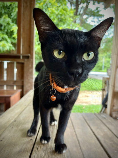 A very friendly cat with green yellow eyes is peering at us, wearing an orange collar and bell, a tiny wight patch at her throat and little toe socks of white. Mood: curious and playful