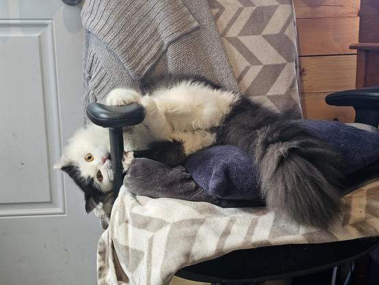 Oy the kitten is in a blanket covered office chair. He's doing glorious battle with the chair's arm, holding on with all his murder mitts and biting the upright. He's very ferocious. Rawr.