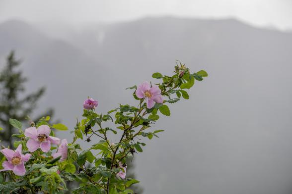 In the foreground, a branch bearing several single pink rose flowers. In the distance, misted/foggy mountains. Lilwat Nation.