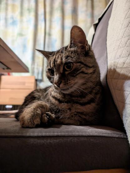 Luna, eine getigerte Katze, liegt auf einem Sessel. Sie hat den Kopf gehoben und schaut entspannt zur Seite aus dem Bild.