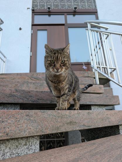 Jimmy, ein plüschiger, getigerter Kater, steht auf einer Steinstiege. Er beugt sich nach vor und schaut  nach unten zur Kamera. Im Hintergrund ist eine Haustür erkennbar.