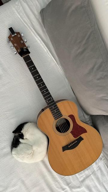 Black and white cat curled up sleeping in the curved waist of an acoustic guitar