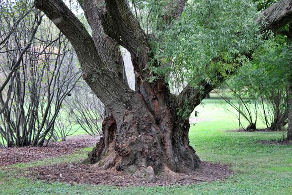 A Snake Hankow Willow tree with a wide based trunk with bushes and short cut grass in the background.
