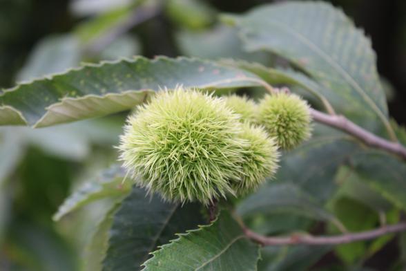 Chestnut covered with spiky green filaments alongside the green leaves of their tree at the end of a branch with blurred green leaves in the background.