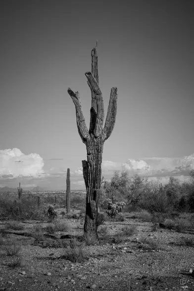 A dying saguaro with broken, ribbed arms stands alone in rocky desert scrub, a distant city and mountains under puffy clouds behind it.