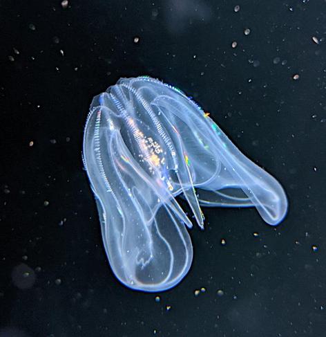 Jelly fish, blue, illuminated in tank.