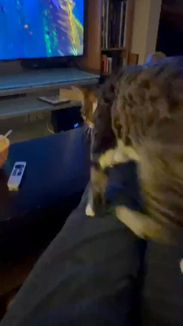 Brown & white Tabby jumps over to the TV to follow the Apple TV screensaver fishies