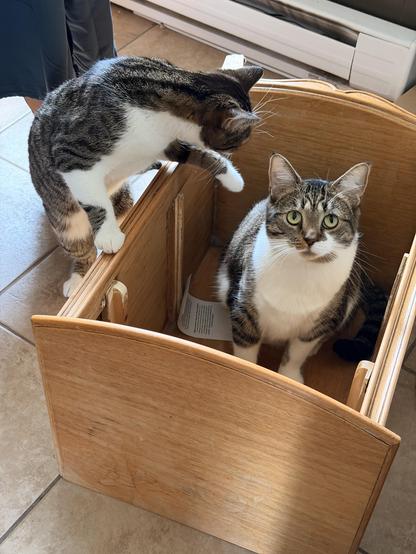 Brown & white Tabby siblings in and about a wooden box on the kitchen floor