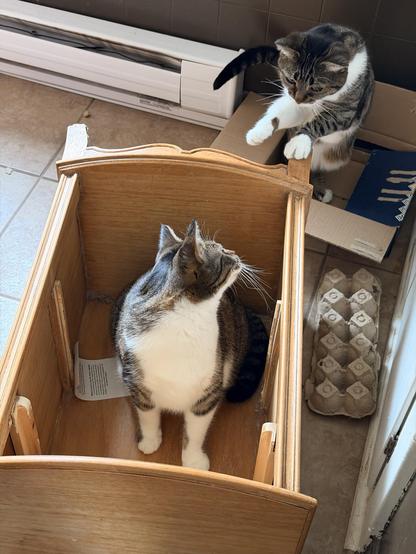 Brown & white Tabby siblings; he’s in a wooden box/night-stand; she’s in a pasta box, inspecting the adjacent wooden box.