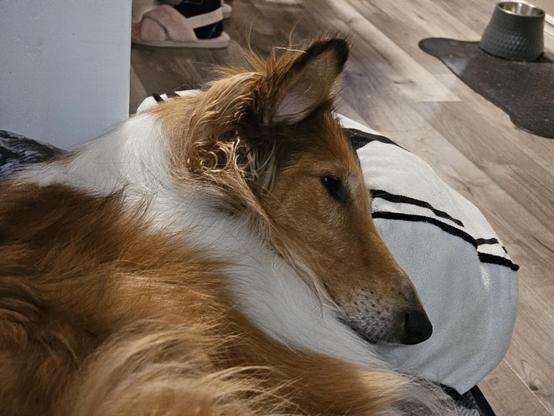 Boomer the collie is resting with her head on a storm trooper pillow.